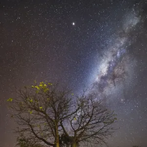 Milky way over boab tree