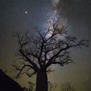 Milky way over boab tree