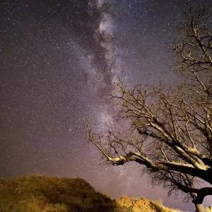 Milky way over boab tree