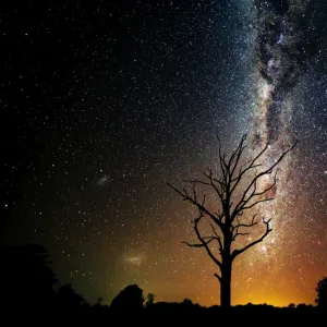 Milky Way over old dead tree