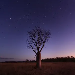 Print of Milky Way over a Boab Tree, Parry Lagoons Nature Reserve Print of Milky Way over a Boab Tree, Parry Lagoons Nature Reserve