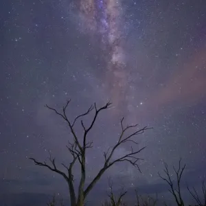 milkyway and stars at night with dead tree at a swamp milkyway and stars at night with dead tree at a swamp