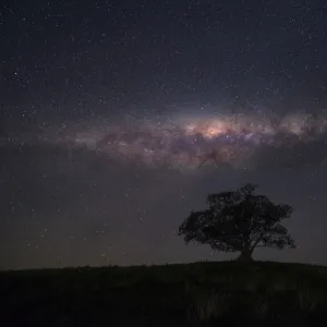 milkyway above tree