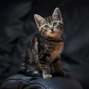 Minie - the classic pose