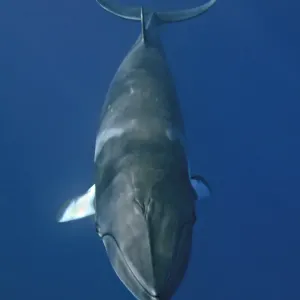 Minke whale Minke whale