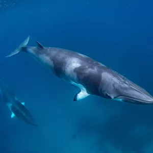 Minke Whales Underwater
