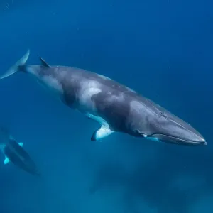 Minke Whales Underwater Print Minke Whales Underwater Print