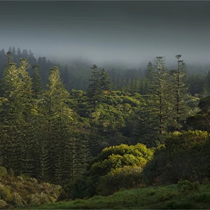 Mist rising from the national park after rain, Norfolk Island