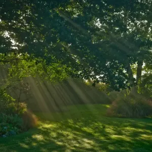 Mist and sunlight in garden Mist and sunlight in garden