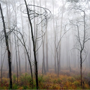 Misty dawn, Mount Macedon, Victoria, Australia