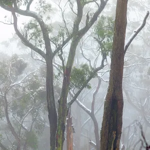 Misty, Fog amongst the Eucalyptus trees of the Australian bush