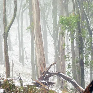Misty, Fog amongst the Eucalyptus trees of the Australian bush