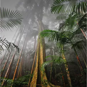 A misty morning in the rainforest, Mount Tamborine, south east Queensland, Australia