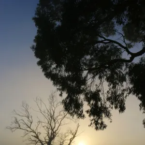 Misty Morning Sunrise Silhouetted Trees