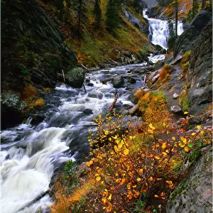 Misty river and Autumn colours, flowing near Yellowstone Lake, Wyoming