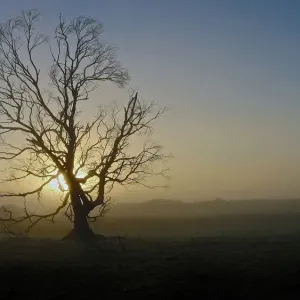 Misty Tree Misty Tree