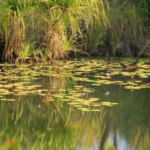 Mitchell plateau pool full of native plants and lillies