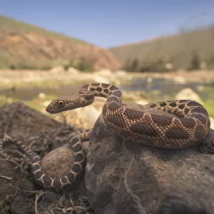 Mograbin Diadem Snake (Spalerosophis dolichospilus) on rocks