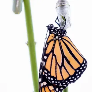 Monarch Butterfly
