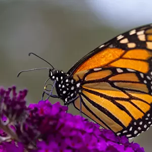 Monarch Butterfly on Buddleia Flower