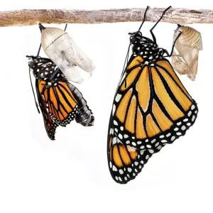 Monarch butterfly metamorphosis