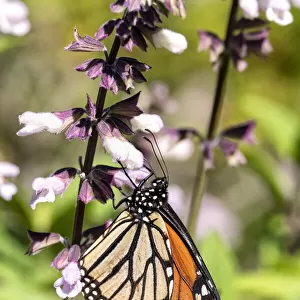 A Monarch / Wander Butterfly on a Salvia flower