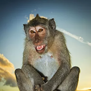 Monkey at Uluwatu Temple, Bali