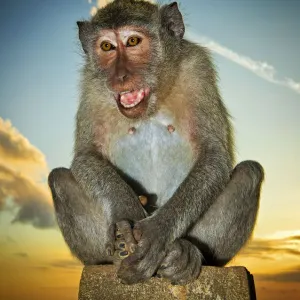 Monkey Print at Uluwatu Temple, Bali