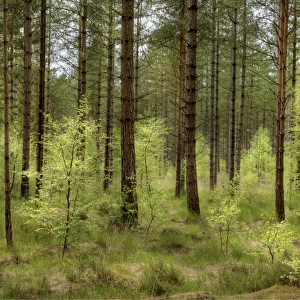 Moors Valley forest