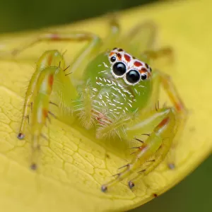 Mopsus mormon spider