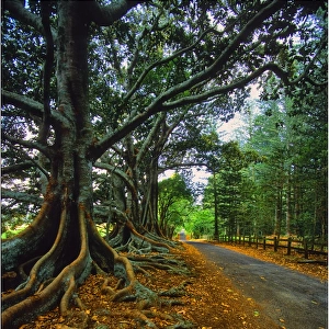 The Moreton Bay fig-trees that line New Farm road on Norfolk Island