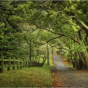 The Moreton Bay fig-trees that line New Farm road on Norfolk Island