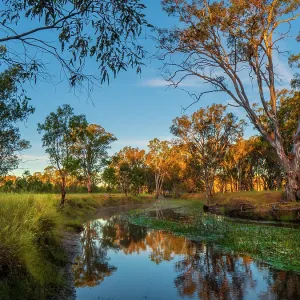 Morning light just after dawn along Mount William Creek Morning light just after dawn along Mount William Creek