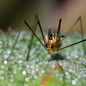 Mosquito on bokeh background Mosquito on bokeh background