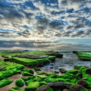 Moss on beach