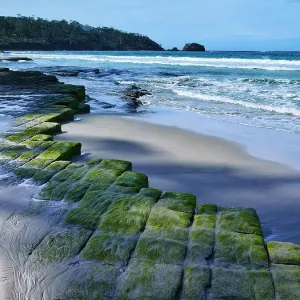 Moss covered rock formation at beach, Tessellated Pavement, Tasmania Moss covered rock formation at beach, Tessellated Pavement, Tasmania