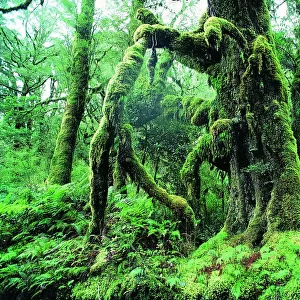 Moss covered tree, West Coast, South Island, New Zealand
