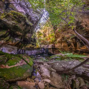 Moss Garden Print in Carnarvon National Park, Queensland Moss Garden Print in Carnarvon National Park, Queensland