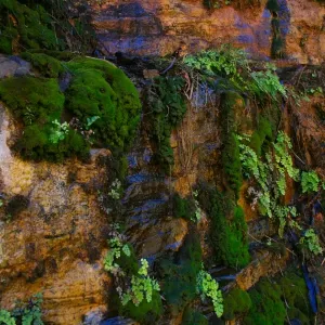 Moss gathering on a gorge rock face in Karijini National Park