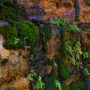 Moss Wall