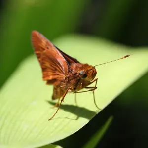 Moth Moth