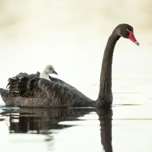 Mothers Taxi