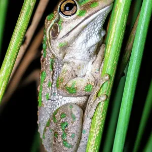 Motorbike Frog (Litoria moorei)