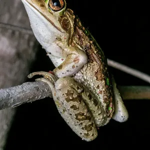 Motorbike Frog (Litoria moorei) Motorbike Frog (Litoria moorei)