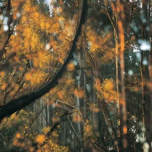 Mountain Ash, Tarra Bulga National Park, Victoria, Australia