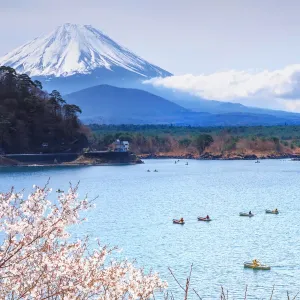 Mt. Fuji Print: Cherry Blossoms by Lake Mokara