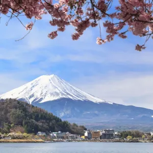 Mt. Fuji Print with Cherry Blossoms and Lake Kawaguchi Reflections