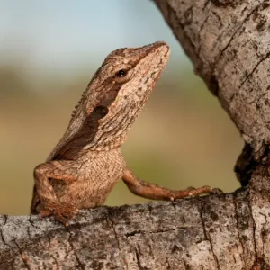 mulga dragon, Newman mulga dragon, Newman