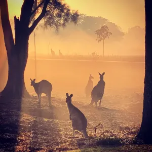 Multiple kangaroos in golden light Multiple kangaroos in golden light