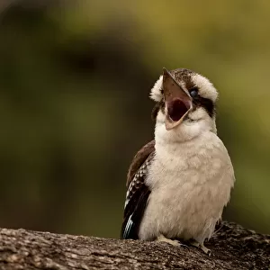 Mum... I am hungry! A Juvenile Kookaburra is calling for its Mother